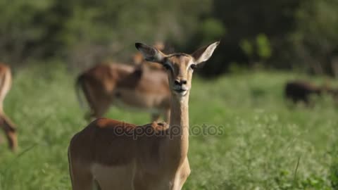 Portrait View Female Impala Chewing