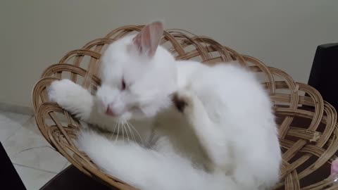 White cat scratching funny video