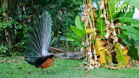 Peacock flying Videos | Animal Lovers