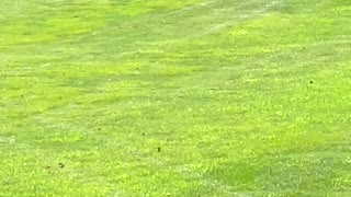 Bear Cubs Play Capture the Flag on Golf Green