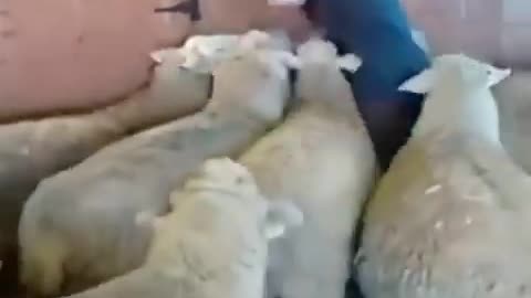 Herd of Sheep KNOCKS woman to the ground!