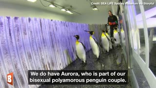 MEANWHILE IN AUSTRALIA: Aquarium Holds Penguin Pride Parade