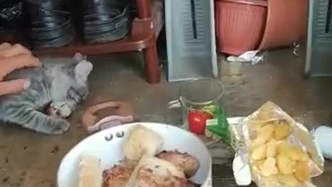 A cat stole a fried steak