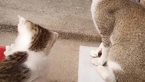 My funny cat and kittens enjoy | #ANIMALS #CATS #FUNNY