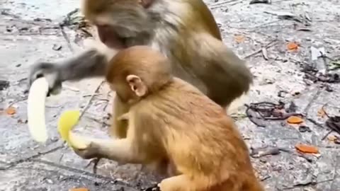 Try not to laugh funny animals 🐕 dog 🐈 cat monkey short rumbal video