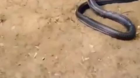 A clip of a confrontation between a snake and a ferret