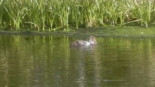 Florida River Otter Friend