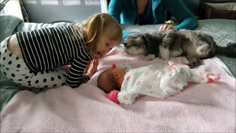 Little girl introduces dog to new baby sister