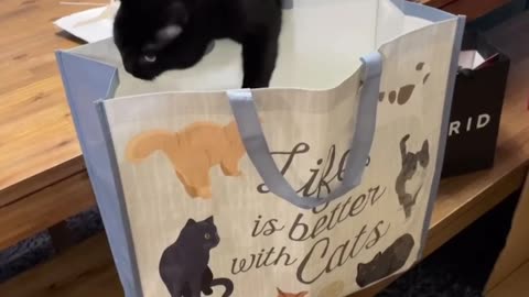Black Cat Tumbles Into Cat-Themed Bag
