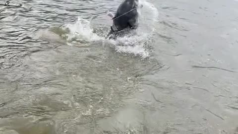 Crazy boatside jump 🤯 #adventure #fishjumping #fish