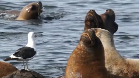 AMAZING FRIENDSHIP BETWEEN A KELP GULL AND SEA LIONS 🤗