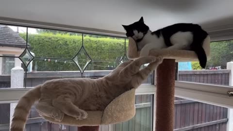 Cat Scolds Kitten For Playing With His Tail