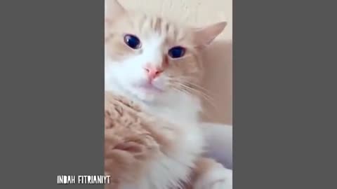Videos of funny cat behavior that make you laugh out loud