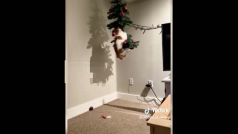 no, #christmas ,tree is safe from me, #cat ,