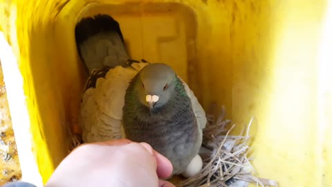 See how the dove defends its eggs Hallelujah