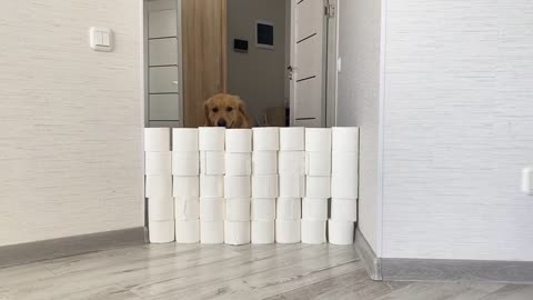 Golden Retriever & GSD Puppy React to The Toilet Paper Challenge | BEST REACTION EVER