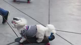 Adorable skateboarding dogs will brighten your day!