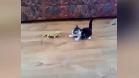 Cat And Lizard Fun😂😂 Cat Gone Crazy 🤣🤣