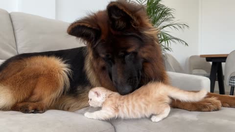 Tiny Kitten tries to make friends with a German Shepherd