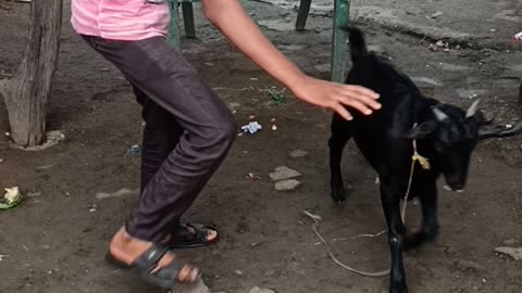 My brother play with goat in my house