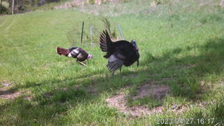 Turkey strutting