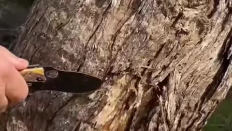 Getting Drinking Water From a Tree 🌳 #survivalskill #treewater