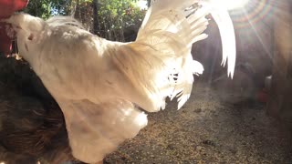 Backyard Chickens Morning Fun Video Sounds Noises Hens Clucking Roosters Crowing!