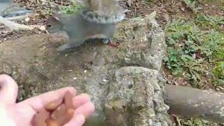 Squirrel favorite food to eat /Wild squirrel