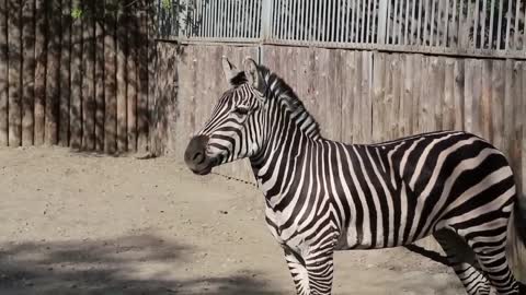Mostly beautiful zebra Facts ...