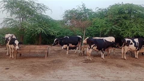 Cow forming in village