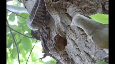 A mother bird fighting a snake