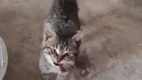 Amazing cat 🐈 trending video