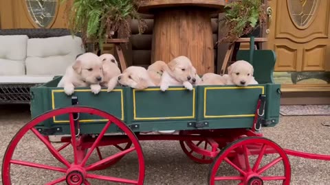 Wagon Full Of Golden Puppies