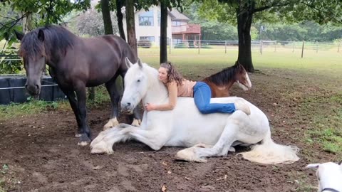 Friesian cross Unicorn