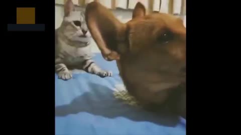 Cats funny moments