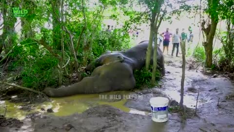 Plastic Pollution:Elephant with a bad stomach in critical condition gets treated 2023