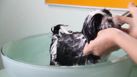 How To Bathe Your Puppy For the First Time