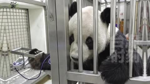 The condition of giant panda 3 in Taiwan is gradually stabilizing