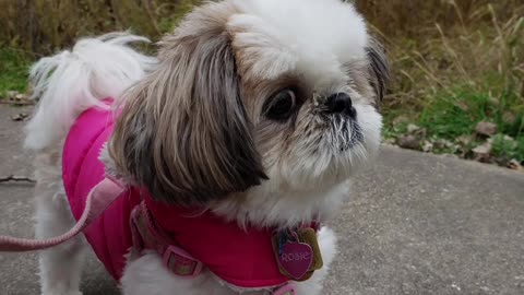 Rosie The Shihtzu Goes To The Park