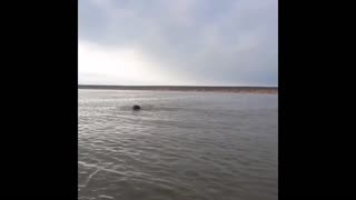 Swimming Bear Roars Menacingly After Boat