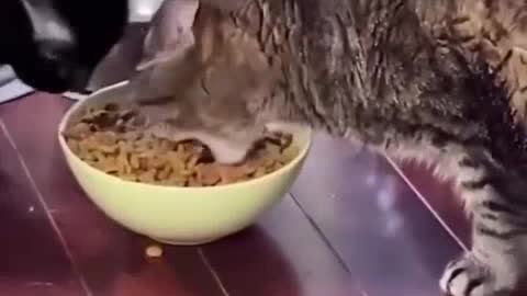 Greedy cat