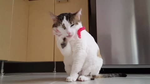 Cute cat- cute cat and funny cat video's complication 🐈🐈