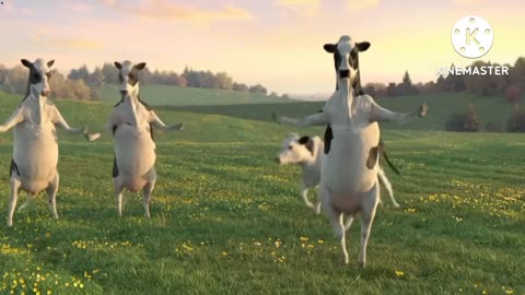 Cow Dance Funny Video