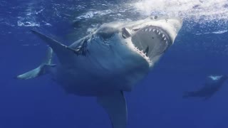15 MOST DANGEROUS Ocean Creatures In The World