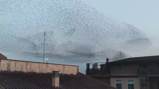 Millions of birds in the sky of Rome, Italy