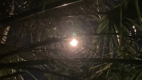 Palm Tree During Nighttime