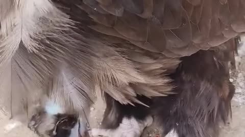 Vultures are very fierce when eating meat