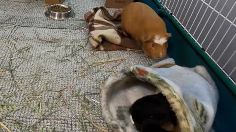 Best guinea pig noises of the wheek!