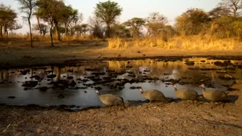 Africa's most elusive animals captured on camera