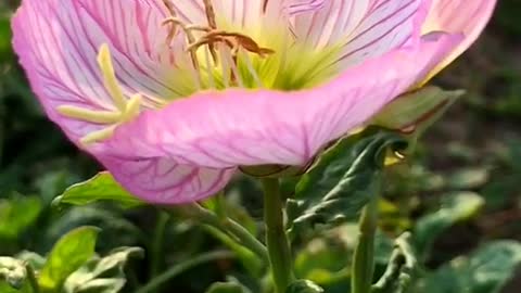 The garden under the sunset, the flowers are blooming